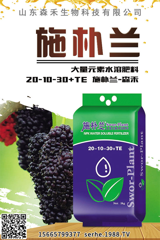 小白菜該怎么播種?秋茬小白菜高產栽培技術