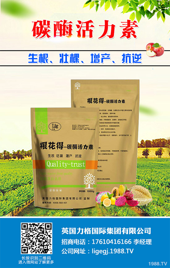 油麥菜什么時候種植?油麥菜高產(chǎn)種植技術要點