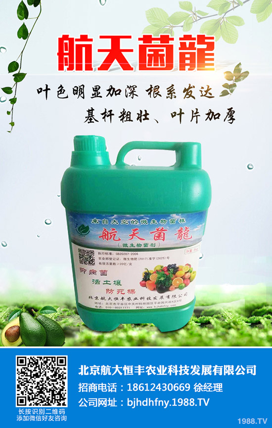 佛手瓜的種植方法有哪些？佛手瓜如何種植易高產(chǎn)？