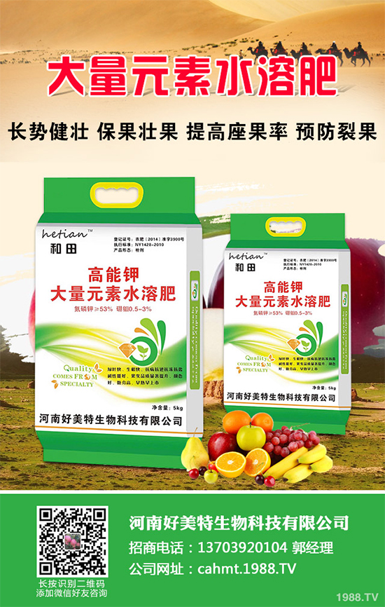 大棚西芹你知道該如何種植嗎?大棚西芹種植管理技術