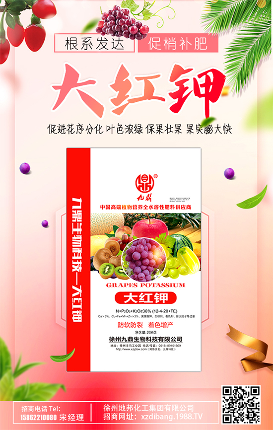 豆芽種植技術要點有哪些?豆芽有哪些功效作用?