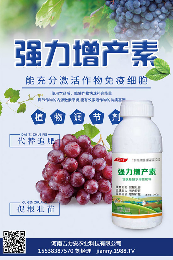 大棚蘑菇該如何種植?大棚蘑菇的種植管理技術