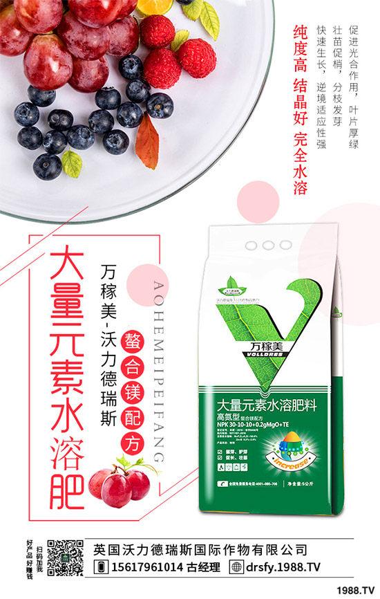 冬季該如何栽培馬鈴薯?七步輕松獲得高產
