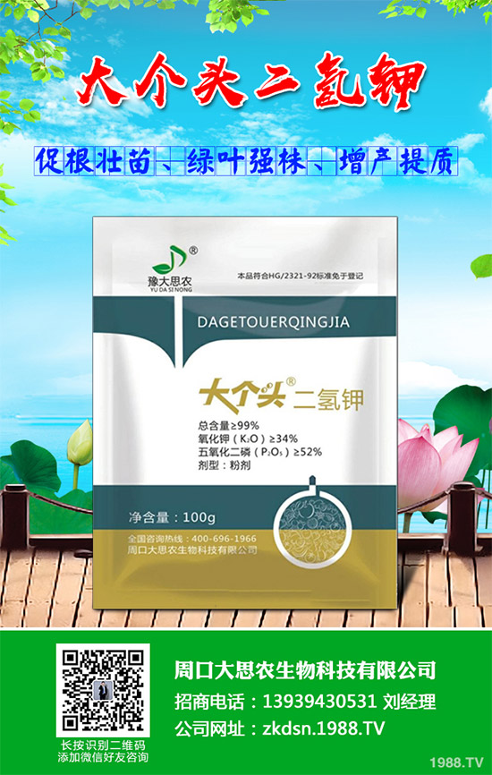 洋薊該如何種植?洋薊高產種植技術方案