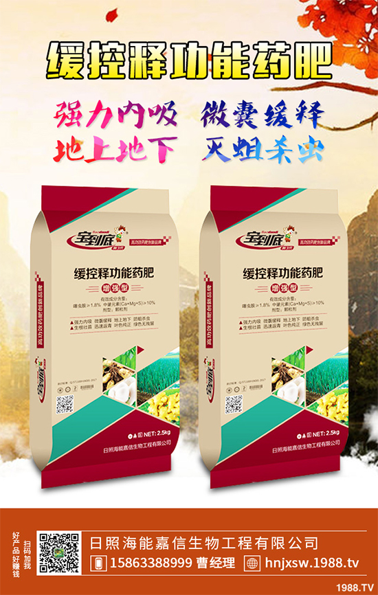芹菜該如何種植?注意些什么?芹菜高產種植方案