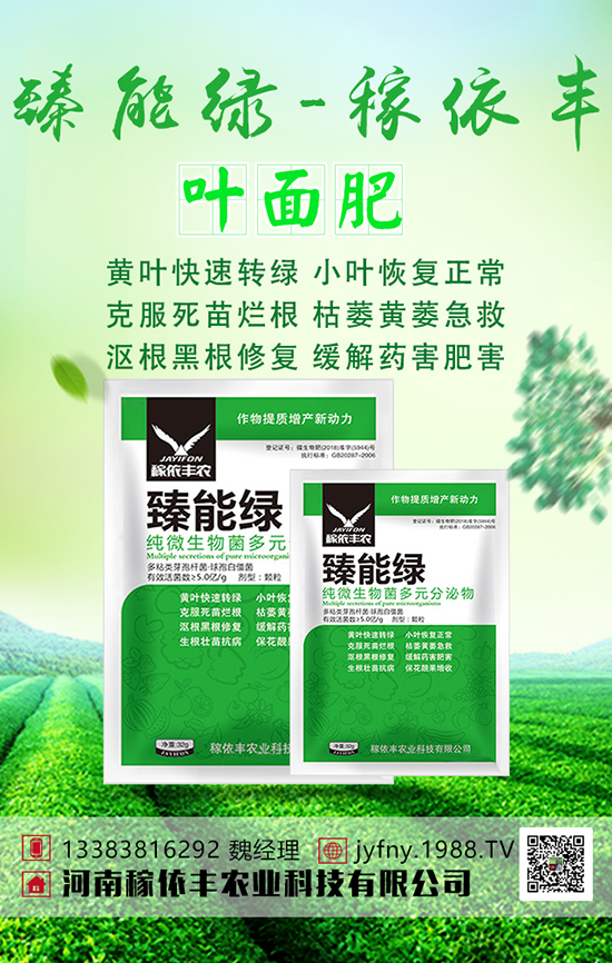 春季秋葵種植高產技術