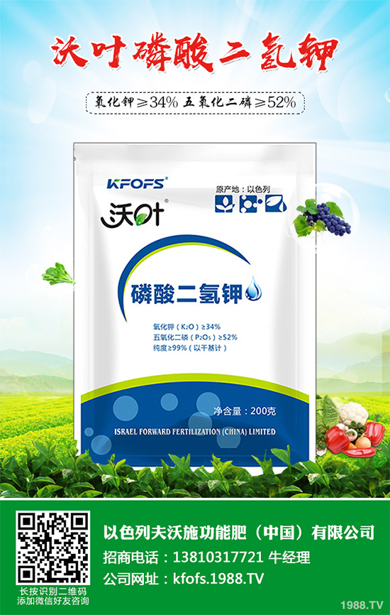 韭菜育苗需要移栽嗎?春季韭菜育苗移栽的注意事項