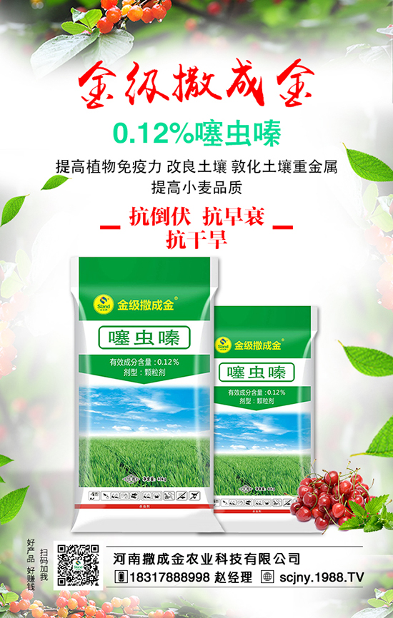 白菜畝產產量高,施肥方法有哪些?