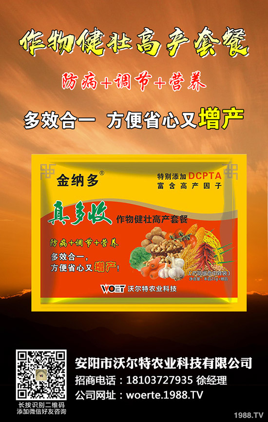 番茄怎么種出苗好，番茄種植時間及栽培技術！