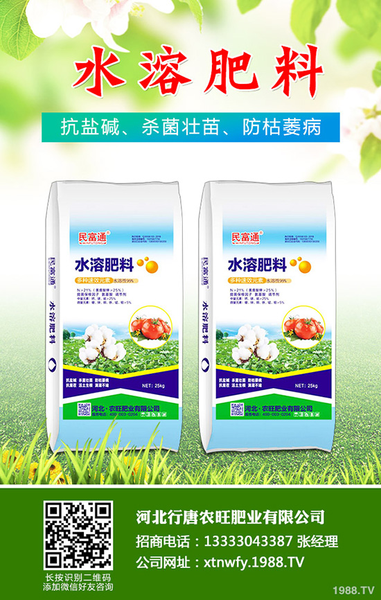 香菜如何種植香味濃產量高?韓國大棵香菜栽培技術!
