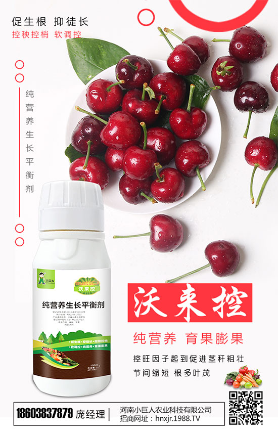 土豆催芽方法有哪些?土豆施肥要點!