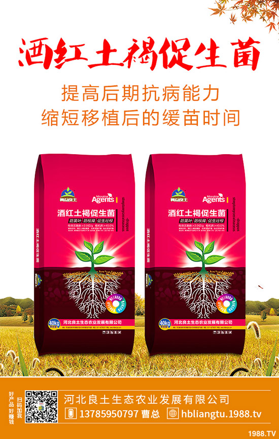 莧菜什么時候種植較好?莧菜的種植技術與田間管理