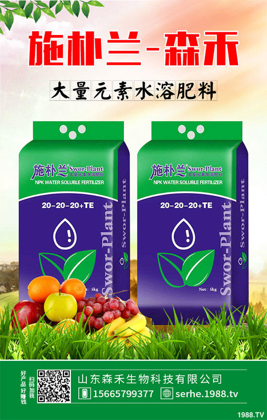 馬鈴薯價格不斷升高,能否繼續堅挺?2020年馬鈴薯種植前景分析