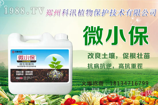 黑蒜的功效與作用,黑蒜與白蒜哪個更有營養?