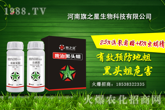 什么是韭蛆,韭蛆發生規律,韭蛆無公害防治方法!