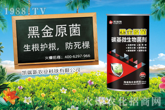 玉米什么時候成熟,玉米的收獲時期,玉米的營養價值!