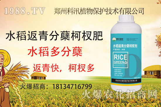 水稻施肥有技巧，這些你都知道了么？水稻施肥技術要點！