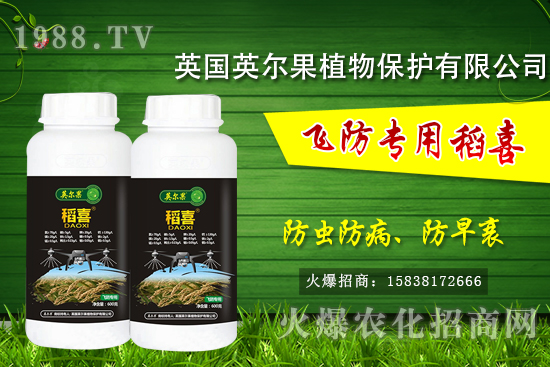 警惕!水稻早衰現象危害大!水稻早衰是什么原因,該怎么防治?