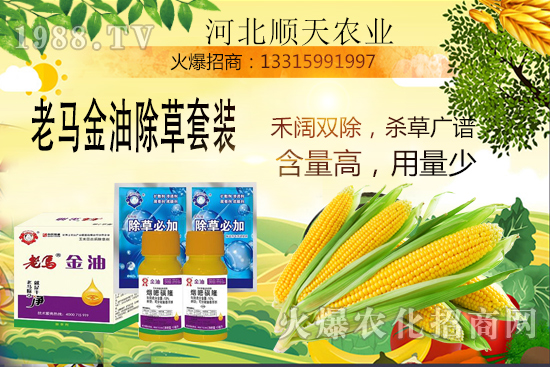 如何提高玉米苗后除草效率?玉米除草關鍵點大匯總!