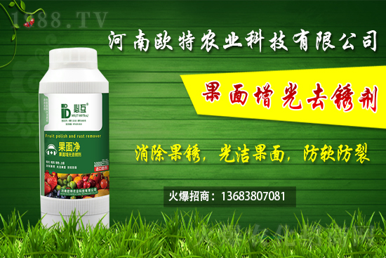 草莓施肥如何避免肥害發(fā)生？早春大棚草莓管理技術(shù)要點！