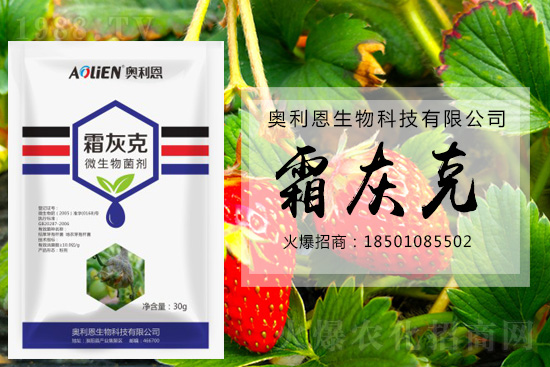 冬季草莓易發灰霉病,預防措施怎么做?