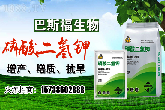 小麥價格現在多少錢一斤?后期行情走勢如何?