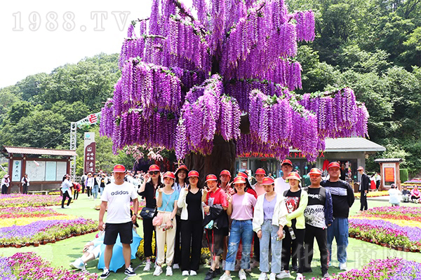 跟著火爆網游老君山,放松心情,傳承國學經典