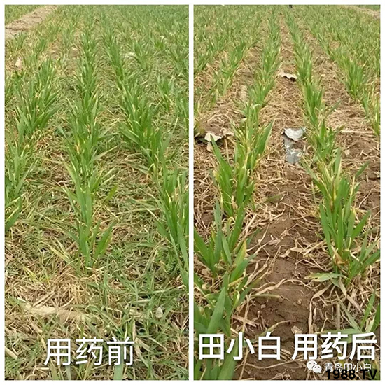 小麥雜草,節節麥泛濫成災,怎么辦?小麥除草劑怎么選