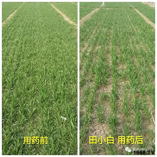 小麥雜草,節節麥泛濫成災,怎么辦?小麥除草劑怎么選