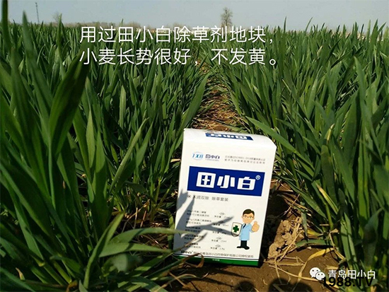 小麥雜草,節節麥泛濫成災,怎么辦?小麥除草劑怎么選