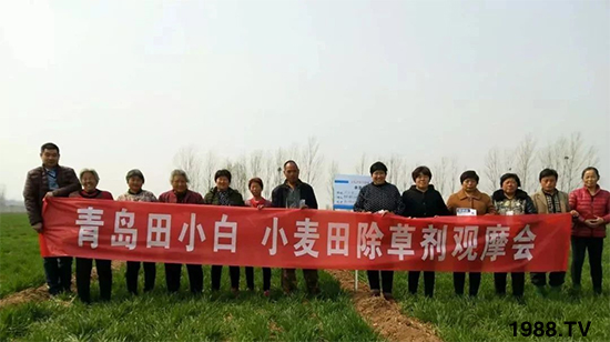 小麥雜草,節節麥泛濫成災,怎么辦?小麥除草劑怎么選