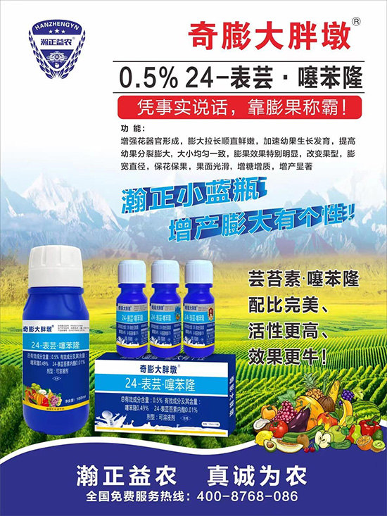“作物要高產,膨果是關鍵!”果實膨大快、轉色好、賣相佳,后期的產量和品質才有。近來許多的果農菜農紛紛反映自家的作物坐不住果、膨果慢甚至不膨果,即便膨果,后期軟果空果等情況頻繁發生,