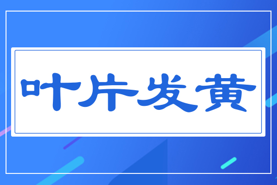 葉片發黃