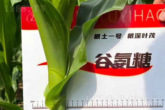 渾源玉米頂呱呱,營養補充全靠它