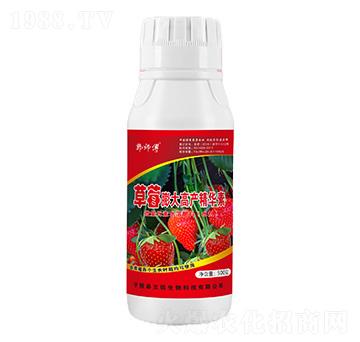 草莓膨大高產精華素-郭師傅-立信生物