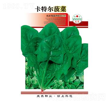 菠菜種子-卡特爾菠菜-太樂種業