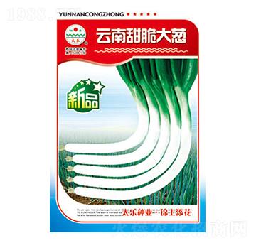 大蔥種子-云南甜脆大蔥-太樂種業