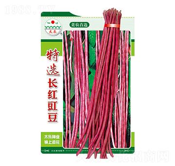 豇豆種子-特選長紅豇豆-太樂種業