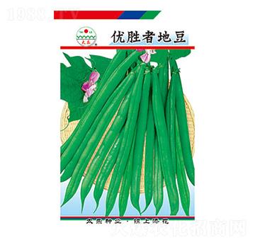 豇豆種子-優勝者地豆-太樂種業