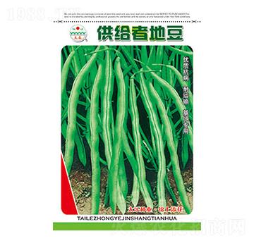 豇豆種子-供給者地豆-太樂種業