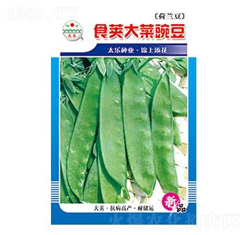 豌豆種子-食莢大菜豌豆-太樂種業
