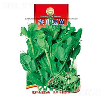 大葉豆苗-太樂種業