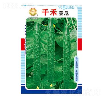黃瓜種子-千禾黃瓜-太樂種業