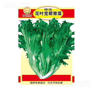 青菜種子-特選花葉寬幫青菜-太樂種業