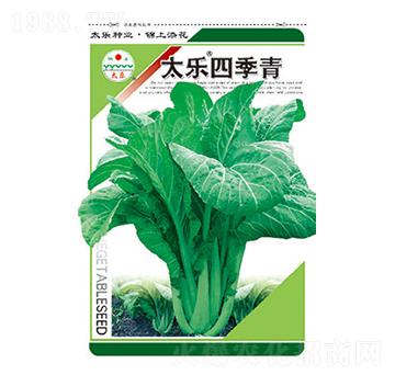 青菜種子-太樂四季青-太樂種業