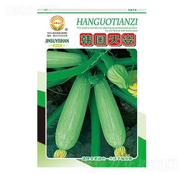 西葫蘆種子-韓國天資-太樂種業