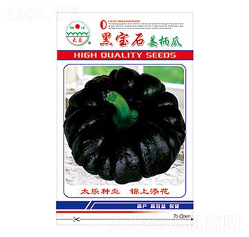 姜柄瓜種子-黑寶石-太樂種業(yè)