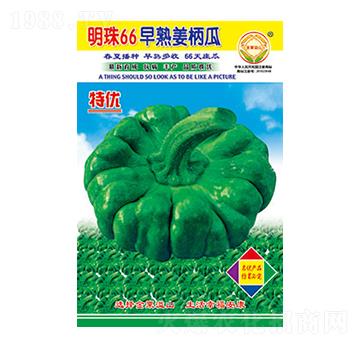 姜柄瓜種子-明珠66-太樂種業