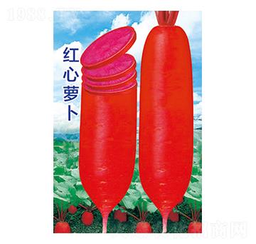 蘿卜種子-紅心蘿卜-太樂種業