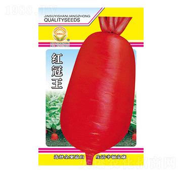 蘿卜種子-紅冠王-太樂種業